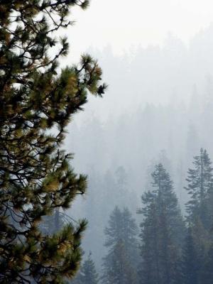 -Hazy Morning-     Sequoia National Park, California