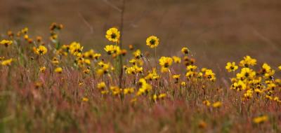 GALLERY::  On the Backroads of the Coastal Range - From San Luis Obispo to Taft- ::April 2006