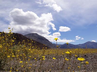 Spring in the Valley - Death Valley, California