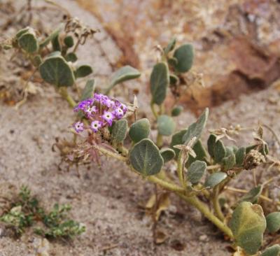 Deset Color - Death Valley, California