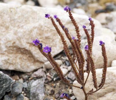 Desert Blooms - Death Valley, California