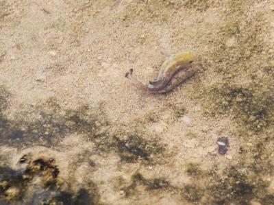 Pup Fish Copulation - Salt Creek - Death Valley, California