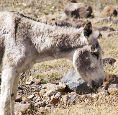 Burro   - Panamint Valley, California