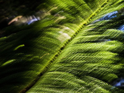 Green Molokai, November, 2007