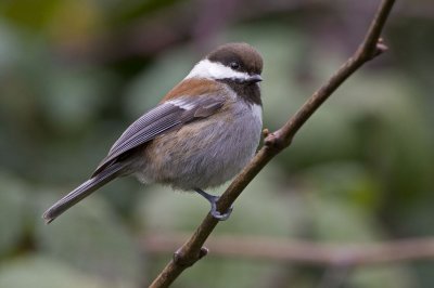 ChestnutBackedChickadee3_filtered.jpg