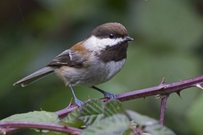 ChestnutBackedChickadee4_filtered.jpg