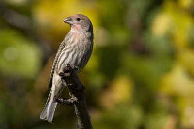 HouseFinch3_filtered.jpg