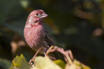HouseFinch5_filtered.jpg