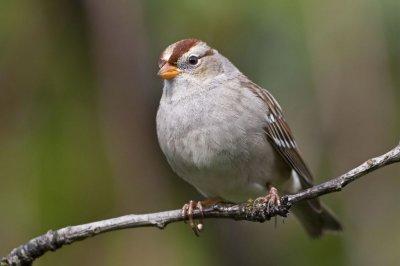 SparrowJuvenile_filtered.jpg