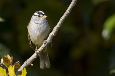 backyard_birds