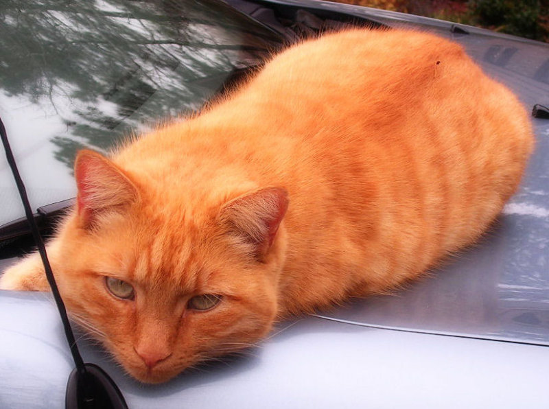 Pumpkin on the car