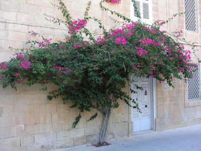 Mdina