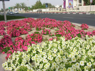 Dubai City Tour