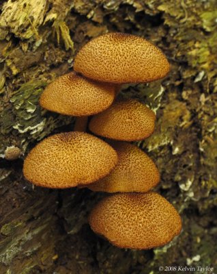 Fungus 3