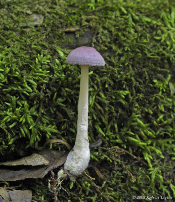 Purple top mushroom