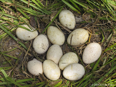 Wild turkey eggs