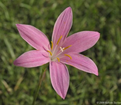 Zephryranthes grandiflora