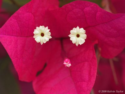 Bougainvillea