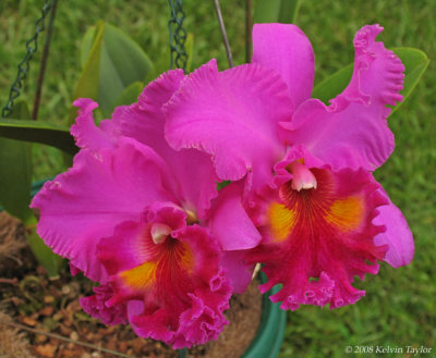 Cattleya Orchid