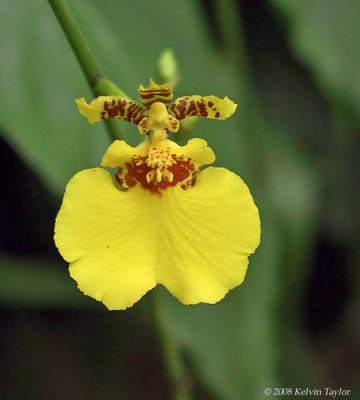 Oncidium