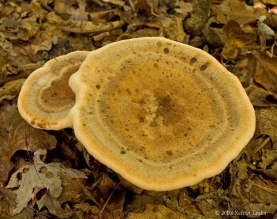 Polypore fungus