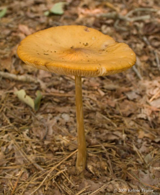 Fungus 4