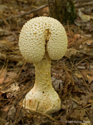 Fungus 8