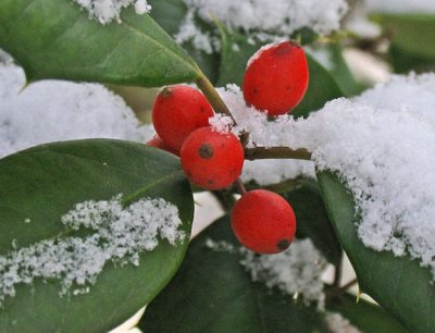 Holly berries with snow