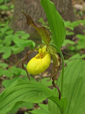 Cypripedium parviflorum