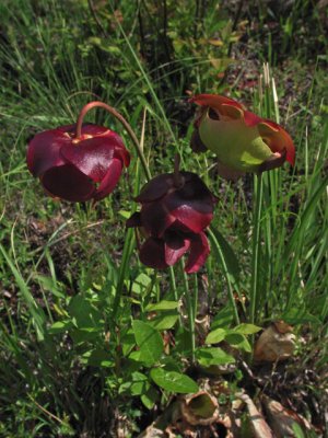 Purple pitcher plant  in bloom