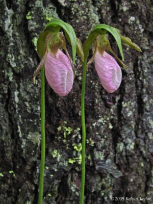 Closeup of the flowers