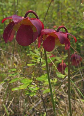 Sweet Pitcher plant flowers