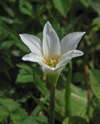 Waccamaw Atamasco Lily