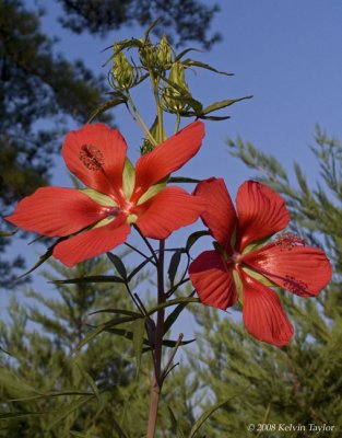 Hibiscus coccineus 2