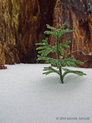 Ground-pine in the snow