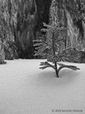 Ground-pine in the snow b&w