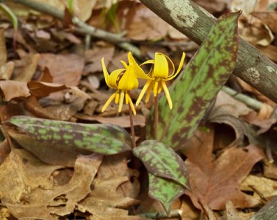 Erythronium americanum