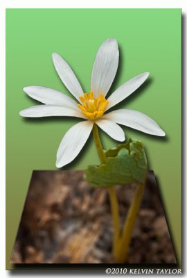 Bloodroot out of bounds
