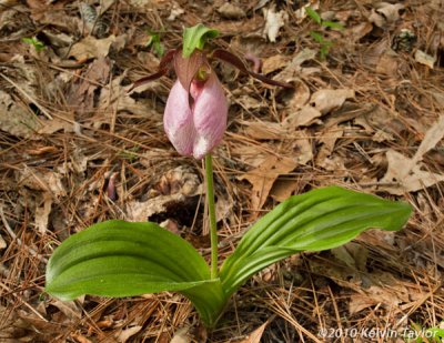 Cypripedium acaule single