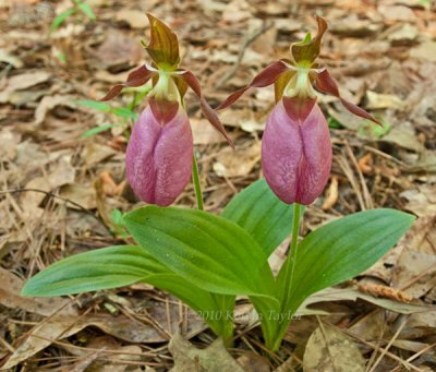 Cypripedium acaule pair