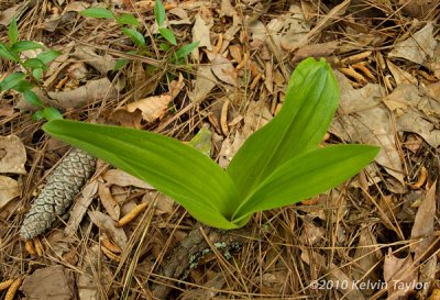 Cypripedium acaule triple leaves