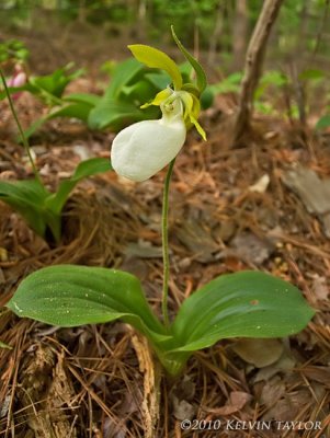 Cypripedium acaule var. alba 1