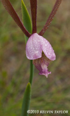 Cleistes divaricata 2