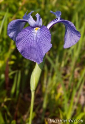 Iris tridentata 1