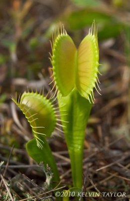 Dionaea muscipula 2