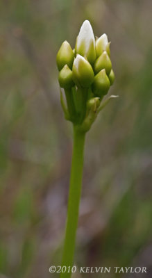 Dionaea muscipula flower buds