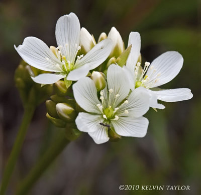 Dionaea muscipula flowers triple