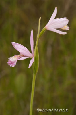 Pogonia ophioglossoides pair blooms