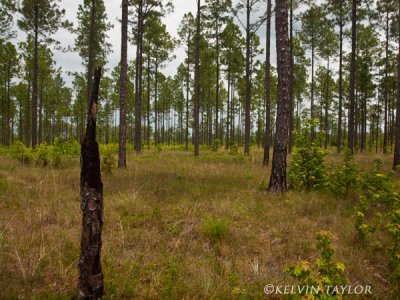 Green Swamp Savanna