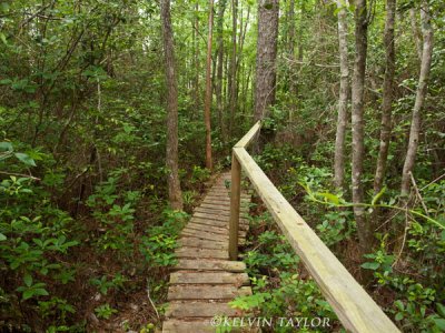 Green Swamp pocosin boardwalk